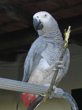 O Papagaio